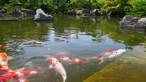 Inclinación-En-Cámara-Lenta-Sobre-Un-Estanque-Con-Peces-Koi-De-Colores-En-Un-Jardín-Paisajístico-Japonés