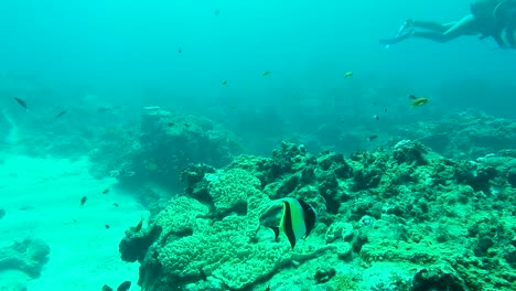 Gill-the-Moorish-Idol-fish-and-a-diver-swimming-along-in-the-ocean