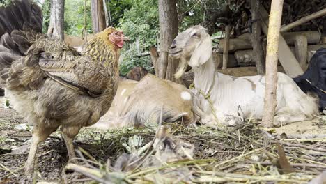 chicken-and-chicks-in-the-village