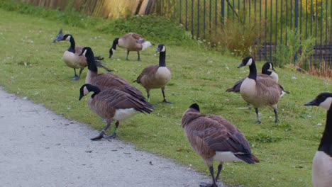 Canadian-geese-birds-animals-in-natural-environment-in-the-park-,-wildlife-scene-episode