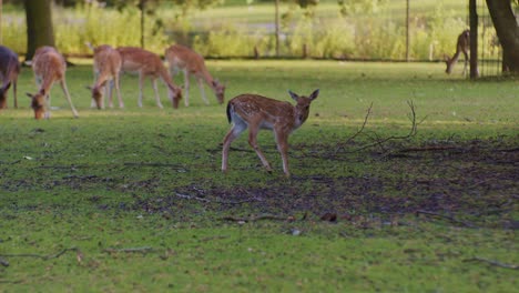 Ciervos-Y-Animales-Bamby-Pastando-En-El-Entorno-Natural-Del-Parque-Comiendo-Pasto,-Plantas-Y-Hierbas.