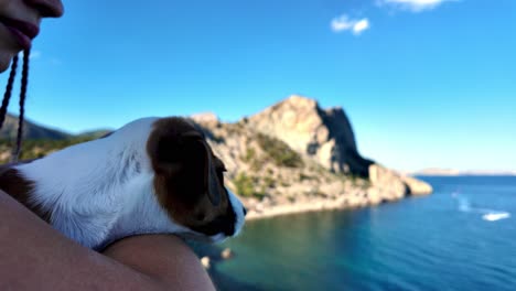 A-small-puppy-enjoys-the-view-of-the-Juniper-Grove-coastline-while-being-held-by-its-owner