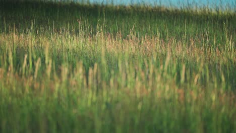 A-picturesque-meadow-with-tall,-sunlit-grass-swaying-in-the-breeze