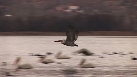 Zwei-Pelikane-Fliegen-Tief-über-Einem-See-Zwischen-Anderen-Vögeln-Und-Booten-In-Kastoria,-Griechenland