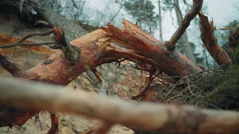 Tree-fallen-on-a-cliff-on-the-beach-after-storm