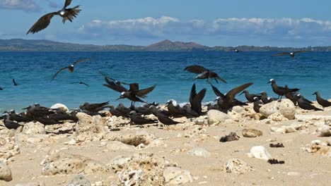 Gaviotas-Negras-En-Una-Playa-Tropical,-Nosy-Be,-Nosy-Fanihy,-Madagascar,-África