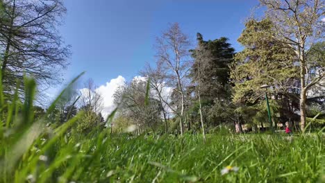 Time-lapse-De-Hierba-Meciéndose-Suavemente-Con-El-Viento-En-Una-Escena-De-Parque-Con-Gente-Caminando-En-Un-Día-Soleado,-Ilustrando-El-Concepto-De-Naturaleza-Y-Tranquilidad