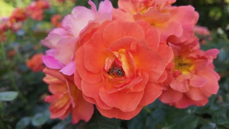 A-bee-pollinates-a-vibrant-orange-rose-on-a-sunny-day,-close-up