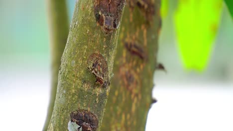 Las-Hormigas-Se-Arrastraron-Por-El-Tronco-Del-árbol