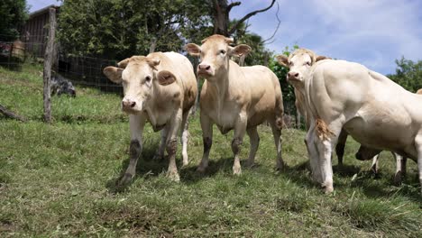 Brown-Swiss-cows-grazing-grasses-at-a-hill-in-southern-France-with-shepherd-dog-left,-Medium-shot