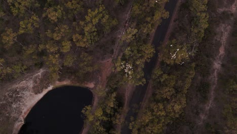 Pájaros-Blancos-Volando-Sobre-árboles-Y-Lagos-En-Los-Suburbios-De-Melbourne-En-El-Embalse-De-Merremu-Al-Atardecer,-Australia