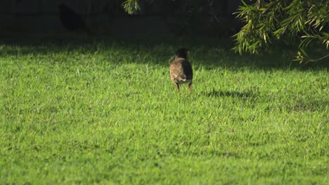 Gemeinsamen-Indischen-Myna-Vogel-Herumlaufen-Garten-Auf-Nahrungssuche-Picken-An-Gras-Sonnigen-Tag-Australien-Gippsland-Victoria-Maffra