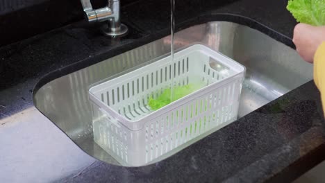 White-woman-hands-washing-lettuce-leaves-in-the-kitchen-sink-with-potable-water-in-a-plastic-pot,-doing-her-housewife,-housekeeper-maid-activities-to-feed-her-family-organic-food