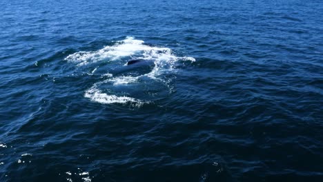 Whale-sighting-in-the-ocean