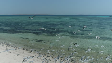 Gaviota-Anidando-En-La-Orilla-De-La-Isla-Con-Sus-Crías-En-Una-Isla-Aislada-Y-Protegida-En-Medio-Del-Mar-Rojo-De-Egipto,-Al-Lado-De-Hurghada,-Luego-Vuelan