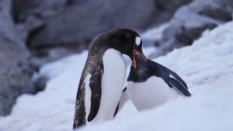 Baby-Penguins-and-Mother-Feeding-in-Antarctica,-Young-Hungry-Baby-Penguin-Chick-Eating-with-Mother-Regurgitating-Food-to-Feed-it,-Wildlife-and-Baby-Animals-Close-Up-in-Antarctic-Peninsula-in-Winter