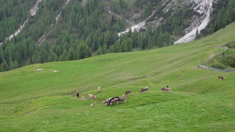 Un-Grupo-De-Vacas-Y-Caballos-En-Un-Pasto-En-Los-Dolomitas,-Justo-Encima-De-Toblach---Dobiacco,-Tirol-Del-Sur,-Italia