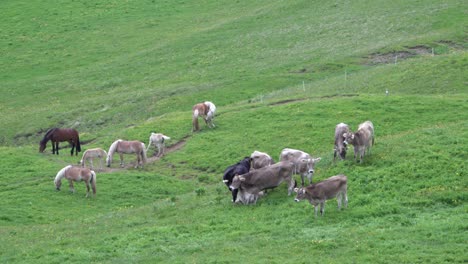 Eine-Gruppe-Von-Pferden-Mit-Einer-Gruppe-Von-Kühen-Auf-Einer-Weide-Oberhalb-Von-Toblach---Dobiacco,-Südtirol,-Italien