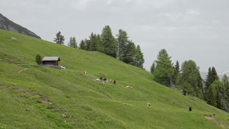 A-hut-on-a-pasture-with-horses-and-cows-grazing-just-above-Toblach---Dobbiaco-in-the-Dolomites,-South-Tyrol,-Italy