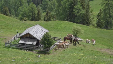 Un-Pequeño-Establo-De-Caballos-Pastan-Cerca-De-Una-Cabaña-En-Un-Pasto-Encima-De-Toblach---Dobbiaco,-Dolomitas,-Tirol-Del-Sur,-Italia