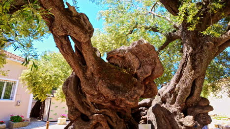 Ancient-Giant-Olive-Tree-At-The-Village-Of-Exo-Chora-on-Zakynthos-island,-Greece