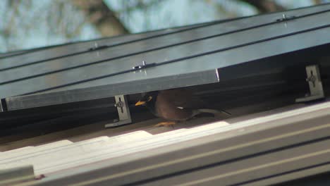 Common-Indian-Myna-Bird-Taking-Shelter-From-Sun-Under-Solar-Panels-On-Shed-Roof-Sunny-Daytime-Australia-Gippsland-Victoria-Maffra