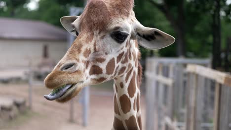 Frontal-view-of-silly-giraffe-tongue-falling-out-of-mouth-as-furry-lips-wave-up-and-down-in-slow-motion