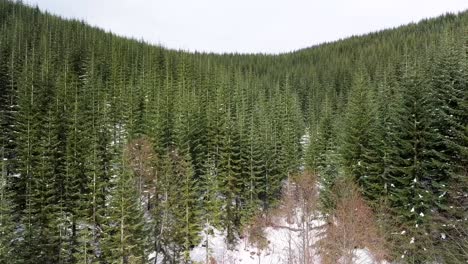 Drone-aerial-flight-over-new-growth-pine-tree-canopy-restructured-forest-near-Mount-St-Helens,-Washington-State