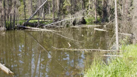 Tote-Bäume-Im-Herbst-Unordnung-Friedliche-Biber-Teich-Feuchtgebiet-In-Borealen-Wald