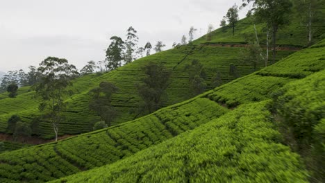 Lush-green-tea-fields-on-a-hillside-in-Sri-Lanka-on-a-cloudy-day