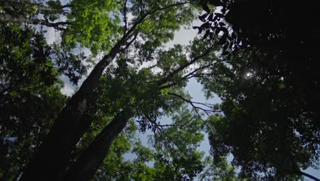 Toma-En-Cámara-Lenta-De-Las-Copas-De-Los-árboles-En-Un-Bosque-En-Hidalgo,-México