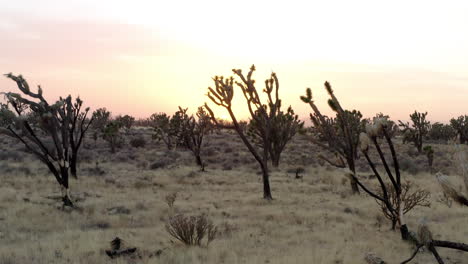 Sonnenaufgang-über-Einem-Joshua-Tree-Wald,-Wobei-Die-Silhouetten-Der-Bäume-Einen-Markanten-Kontrast-Zum-Frühen-Morgenlicht-Bilden-Und-Die-Ruhe-Und-Schönheit-Der-Wüste-Betonen