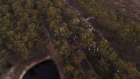 White-birds-flying-over-trees-and-lake-at-sunset,-Merrimu-Reservoir,-Melbourne-suburbs,-Australia