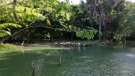 Close-up-of-a-group-of-pink-flamingos-in-a-lagoon-at-Mangal-das-Garças