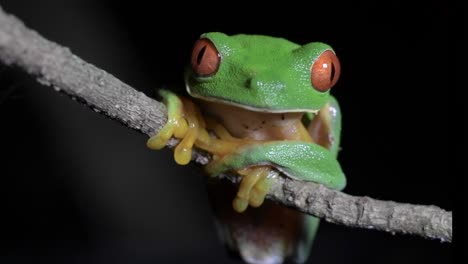 Lebendige-Schönheit-Eines-Grünen-Frosches-Mit-Auffälligen-Orangefarbenen-Augen,-Der-Sich-In-Seinem-Natürlichen-Lebensraum-An-Einem-Ast-Festhält-Und-Seine-Geschicklichkeit-Und-Anpassung-An-Das-Leben-Auf-Bäumen-Zur-Schau-Stellt