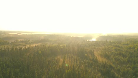 Drohnenaufnahmen,-Sonnenaufgang-Im-Wald,-Goldene-Stunde,-Luftbild,-Morgennebel,-Sonnenstrahlen,-Immergrüne-Bäume,-Naturschönheit,-Ruhige-Szene,-Majestätischer-Wald