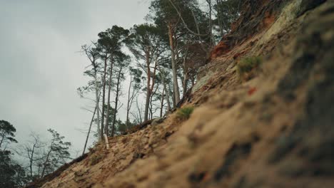 Klippe-Am-Strand-Nach-Dem-Sturm-Mit-Bäumen-Im-Hintergrund