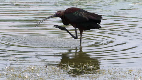 Nahaufnahme-Slo-Mo-Ibis-Vogel-Kratzt-Sich-Im-Flachen-Wasser-Eines-Feuchtgebietsteichs