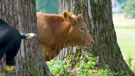 Black-and-brown-cows-standing-side-by-side-in-the-shade-of-trees,-displaying-their-relaxed-demeanor-in-a-serene-rural-setting