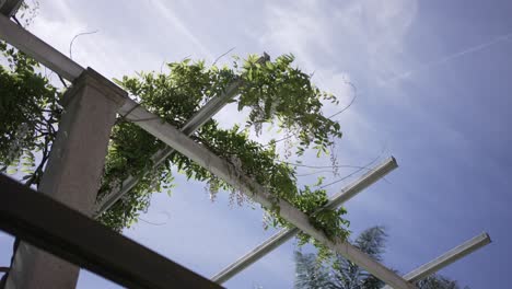 Close-up-view-of-wisteria-vines-on-a-pergola-against-a-bright-blue-sky