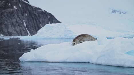 Krabbenfresserrobben-Der-Antarktis-Im-Eis,-Die-Ins-Meerwasser-Des-Südpolarmeers-Gelangen,-Nachdem-Sie-Auf-Einem-Eisberg-Aus-Dem-Wasser-Gekrochen-Sind,-Tiere-Der-Antarktis-Halbinsel-Mit-Wunderschöner-Winterlicher-Meeres--Und-Landschaftskulisse