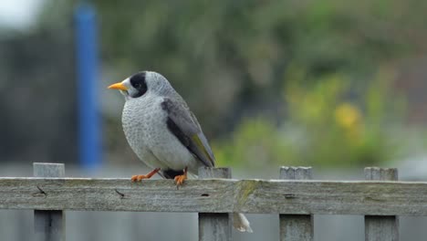 Pájaro-Minero-Ruidoso-Posado-En-Un-Enrejado-De-Cerca-Y-Volando-Lejos,-Australia,-Gippsland,-Victoria,-Maffra