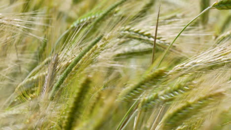 Wheat-field,-with-numerous-wheat-stalks-swaying-in-the-breeze