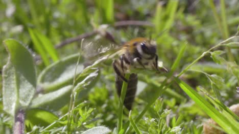 Close-up-honey-bee-struggles-to-climb-grass-on-a-sunny-day