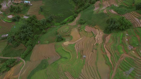 Smooth-drone-footage-tilts-to-a-bird's-eye-view-of-a-rice-field-with-green-and-brown-water-filled-areas