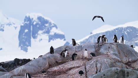 Penguin-Colony-and-Mountains-in-Antarctica,-Gentoo-Penguins-on-Rocky-Rocks-with-Snow-Covered-Snowy-Winter-Mountain-Landscape-Scenery-on-Antarctic-Peninsula-Mainland-Land-Wildlife-Vacation