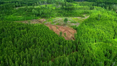 Big-green-forest-area-with-free-space-for-wood-cutting-for-agriculture,-strong-colors-in-slow-motion,-copy-space