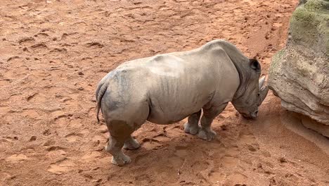 Mittlere-Nahaufnahme,-Hoher-Winkel,-Blick-Auf-Ein-Afrikanisches-Breitmaulnashorn-In-Einem-Sandigen-Flussufer,-Handkamera