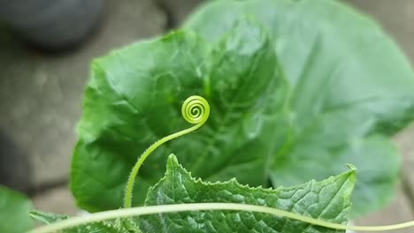 Curling-spiral-tendril-on-climbing-cucumber-plant-vine-close-up-in-sustainable-garden