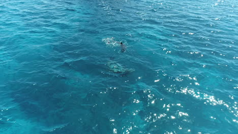 Aerial-Shot-for-group-of-Dolphins-playing-together-on-the-rurface-of-the-water-of-The-coral-Reef-of-The-Red-Sea-of-Egypt-,-Shot-on-RAW-4K